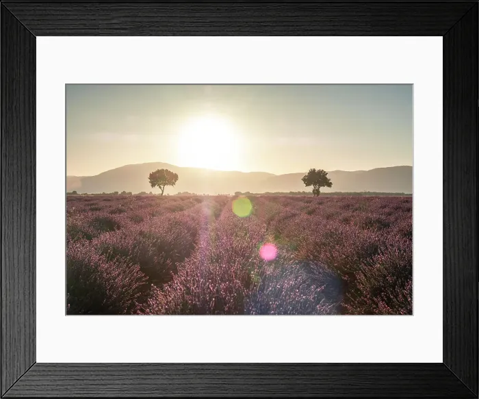 Framed Print : Two trees at the end of a lavender field at sunrise, Plateau de Valensole, Provence, France, Europe Framed Print : Two trees at the end of a lavender field at sunrise, Plateau de Valensole, Provence, France, Europe