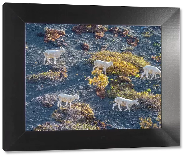 A small group of Dall sheep (Ovis dalli) grazing on a mountainside in Denali National Park, Alaska, United States of America, North America