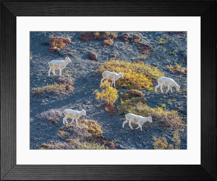 Framed Print : A small group of Dall sheep (Ovis dalli) grazing on a mountainside in Denali National Park, Alaska, United States of America, North America Framed Print : A small group of Dall sheep (Ovis dalli) grazing on a mountainside in Denali National Park, Alaska, United States of America, North America