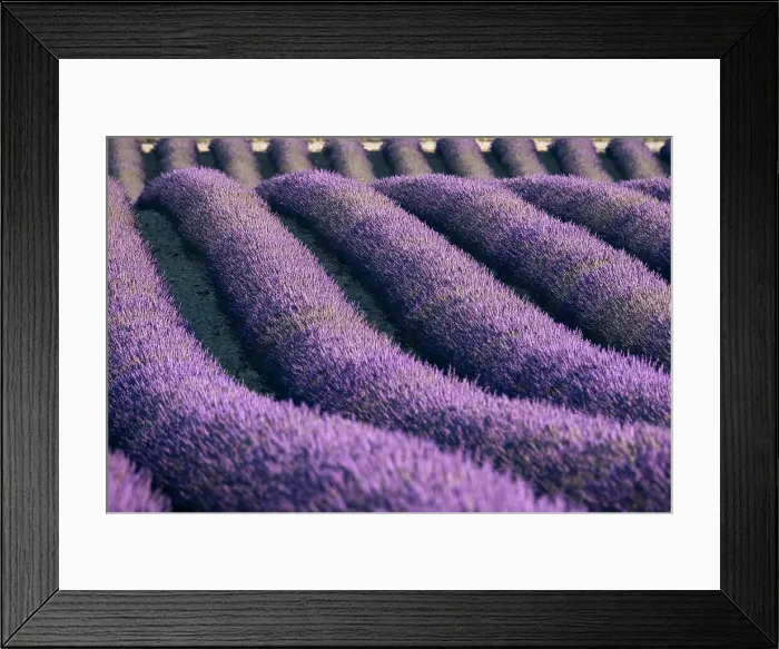 Framed Print : Lavender lines in a field, Plateau de Valensole, Provence, France, Europe Framed Print : Lavender lines in a field, Plateau de Valensole, Provence, France, Europe