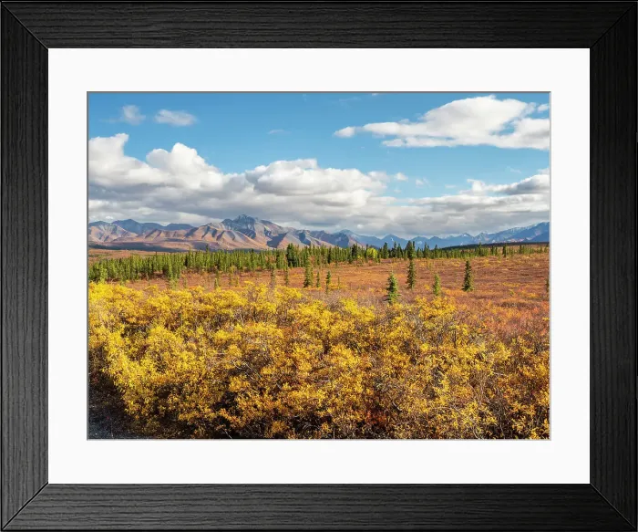 Framed Print : Fall color change amongst the trees and shrubs in Denali National Park, Alaska, United States of America, North America Framed Print : Fall color change amongst the trees and shrubs in Denali National Park, Alaska, United States of America, North America