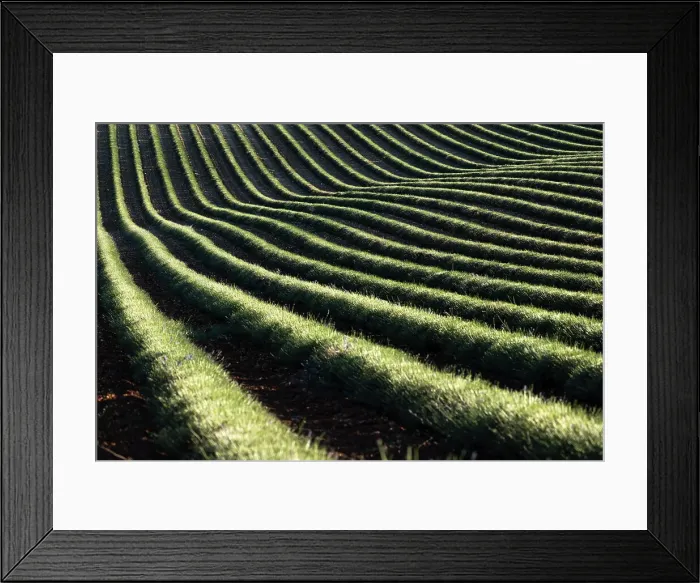 Framed Print : Harvested lavender curvy lines in a field, Plateau de Valensole, Provence, France, Europe Framed Print : Harvested lavender curvy lines in a field, Plateau de Valensole, Provence, France, Europe