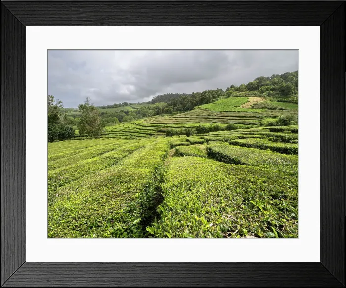 Framed Print : Twisting tea bush lines in the tea plantation of Cha Gorreana, The Azores, Portugal, Atlantic Framed Print : Twisting tea bush lines in the tea plantation of Cha Gorreana, The Azores, Portugal, Atlantic