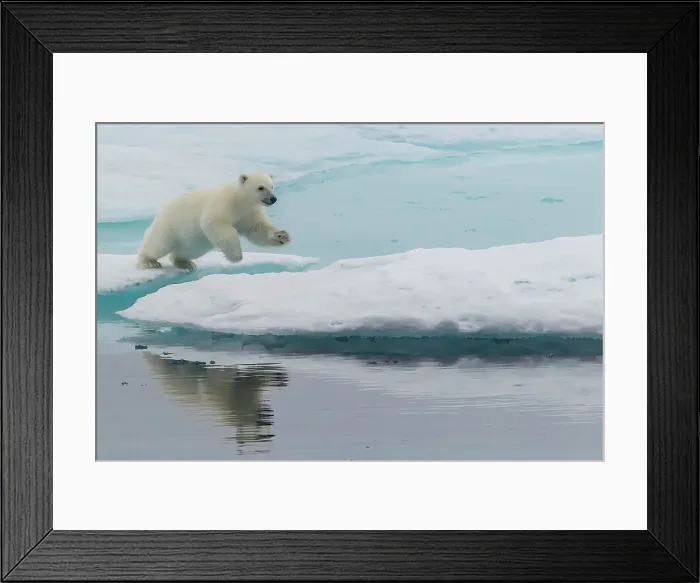 Framed Print : Polar bear (Ursus maritimus) cub leaping on an ice floe in the fog in Davis Strait, Nunavut, Canada, North America Framed Print : Polar bear (Ursus maritimus) cub leaping on an ice floe in the fog in Davis Strait, Nunavut, Canada, North America