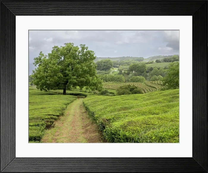 Framed Print : Path leading toward a big nut tree in the middle of the tea plantation Cha Gorreana in Sao Miguel, Azores Islands, Portugal, Atlantic Framed Print : Path leading toward a big nut tree in the middle of the tea plantation Cha Gorreana in Sao Miguel, Azores Islands, Portugal, Atlantic