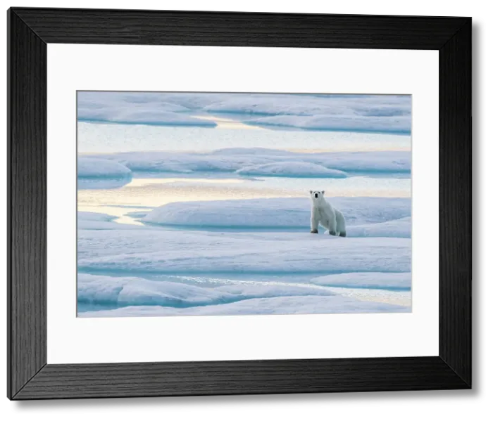 Framed Print : A lone polar bear (Ursus maritimus) on the ice in Lancaster Sound, Nunavut, Canada, North America Framed Print : A lone polar bear (Ursus maritimus) on the ice in Lancaster Sound, Nunavut, Canada, North America