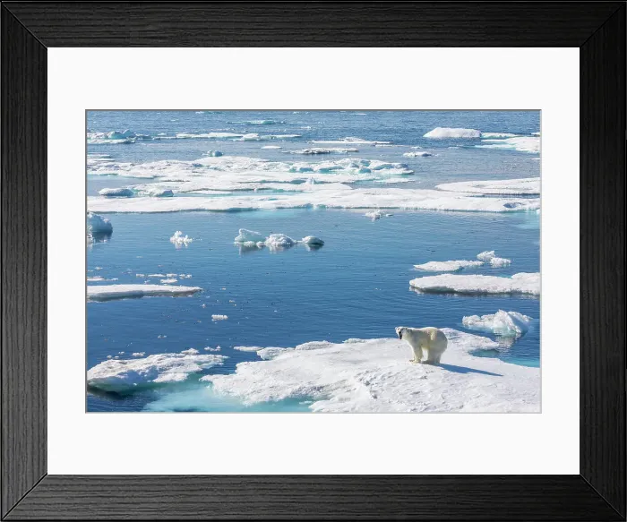 Framed Print : A young male polar bear (Ursus maritimus) on an ice floe in Baffin Bay, Nunavut, Canada, North America Framed Print : A young male polar bear (Ursus maritimus) on an ice floe in Baffin Bay, Nunavut, Canada, North America