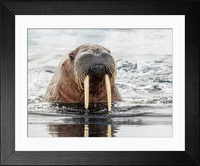 Framed Print : Adult female walrus (Odobenus rosmarus) swimming near ice floes near Storoya, Svalbard, Norway, Europe Framed Print : Adult female walrus (Odobenus rosmarus) swimming near ice floes near Storoya, Svalbard, Norway, Europe