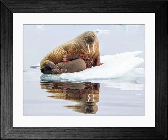 Framed Print : Mother walrus (Odobenus rosmarus) with calf hauled out on an ice floe near Storoya, Svalbard, Norway, Europe Framed Print : Mother walrus (Odobenus rosmarus) with calf hauled out on an ice floe near Storoya, Svalbard, Norway, Europe
