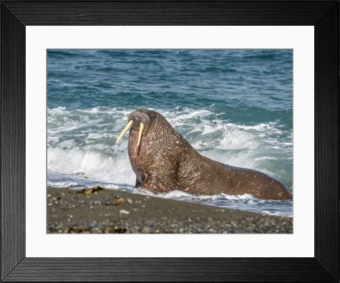 Framed Print : Adult male walrus (Odobenus rosmarus) hauling out on the beach at Poolepynten, Svalbard, Norway, Europe Framed Print : Adult male walrus (Odobenus rosmarus) hauling out on the beach at Poolepynten, Svalbard, Norway, Europe