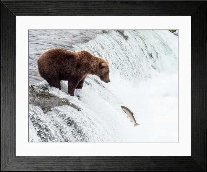 Framed Print : An adult brown bear (Ursus arctos) fishing for salmon at Brooks Falls, Katmai National Park and Preserve, Alaska, United States of America, North America Framed Print : An adult brown bear (Ursus arctos) fishing for salmon at Brooks Falls, Katmai National Park and Preserve, Alaska, United States of America, North America