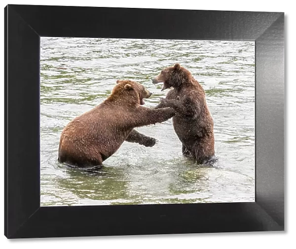 A pair of brown bears (Ursus arctos) mock fighting at Brooks Falls, Katmai National Park and Preserve, Alaska, United States of America, North America