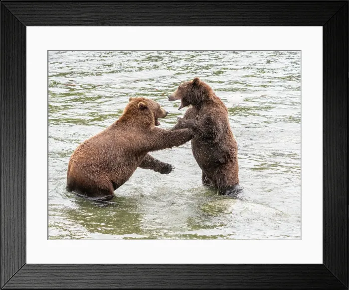 Framed Print : A pair of brown bears (Ursus arctos) mock fighting at Brooks Falls, Katmai National Park and Preserve, Alaska, United States of America, North America