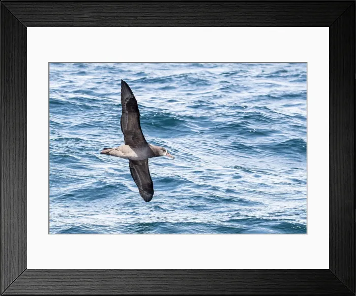 Framed Print : An adult black-footed albatross (Phoebastria nigripes) in flight at sea, Monterey Bay, California, United States of America, North America Framed Print : An adult black-footed albatross (Phoebastria nigripes) in flight at sea, Monterey Bay, California, United States of America, North America