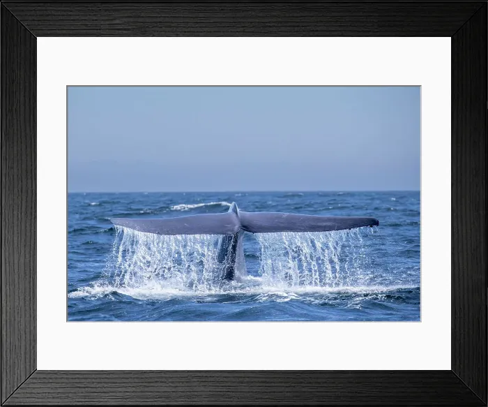 Framed Print : An adult blue whale (Balaenoptera musculus) flukes-up dive in Monterey Bay National Marine Sanctuary, California, United States of America, North America Framed Print : An adult blue whale (Balaenoptera musculus) flukes-up dive in Monterey Bay National Marine Sanctuary, California, United States of America, North America