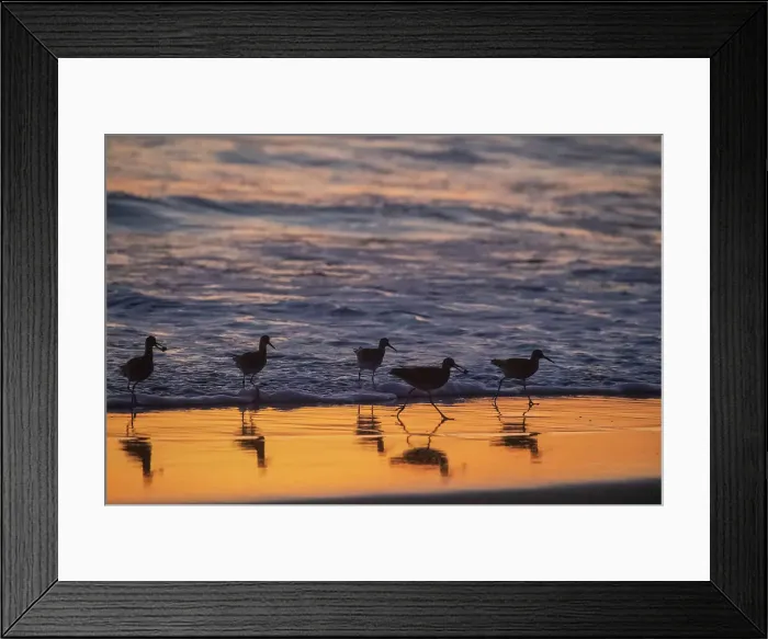 Framed Print : A flock of adult willets (Tringa semipalmata) feeding at sunset on the beach near Moss Landing, California, United States of America, North America Framed Print : A flock of adult willets (Tringa semipalmata) feeding at sunset on the beach near Moss Landing, California, United States of America, North America