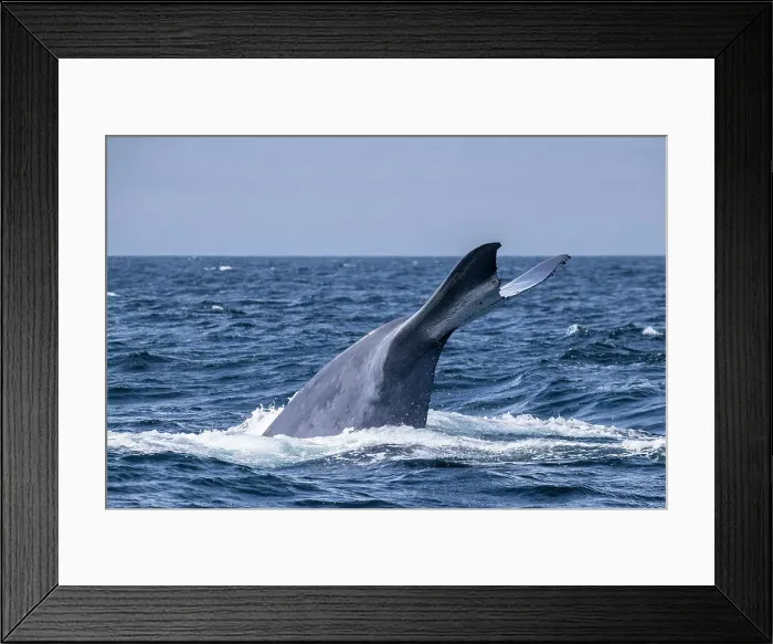 Framed Print : An adult blue whale (Balaenoptera musculus) flukes-up dive in Monterey Bay National Marine Sanctuary, California, United States of America, North America Framed Print : An adult blue whale (Balaenoptera musculus) flukes-up dive in Monterey Bay National Marine Sanctuary, California, United States of America, North America