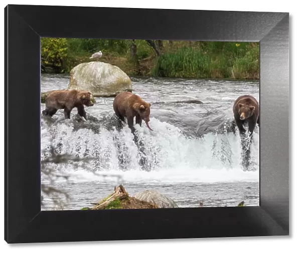 A trio of brown bears (Ursus arctos) fishing for salmon at Brooks Falls, Katmai National Park and Preserve, Alaska, United States of America, North America