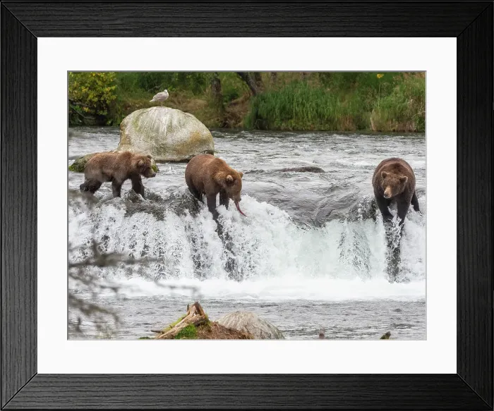 Framed Print : A trio of brown bears (Ursus arctos) fishing for salmon at Brooks Falls, Katmai National Park and Preserve, Alaska, United States of America, North America Framed Print : A trio of brown bears (Ursus arctos) fishing for salmon at Brooks Falls, Katmai National Park and Preserve, Alaska, United States of America, North America