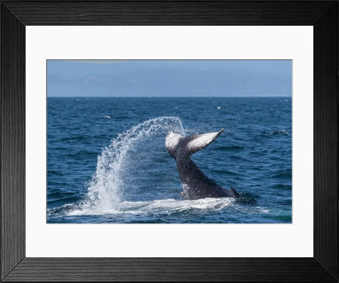 Framed Print : Adult humpback whale (Megaptera novaeangliae), tail throw in Monterey Bay National Marine Sanctuary, California, United States of America, North America Framed Print : Adult humpback whale (Megaptera novaeangliae), tail throw in Monterey Bay National Marine Sanctuary, California, United States of America, North America