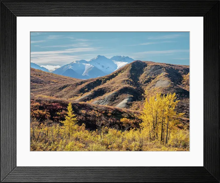 Framed Print : Snow covered mountains and fall color change amongst the shrubs and trees, Denali National Park, Alaska, United States of America, North America Framed Print : Snow covered mountains and fall color change amongst the shrubs and trees, Denali National Park, Alaska, United States of America, North America