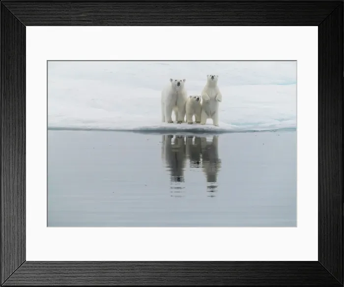 Framed Print : Polar bear (Ursus maritimus), mother and two cubs on an ice floe in the fog in Davis Strait, Nunavut, Canada, North America Framed Print : Polar bear (Ursus maritimus), mother and two cubs on an ice floe in the fog in Davis Strait, Nunavut, Canada, North America