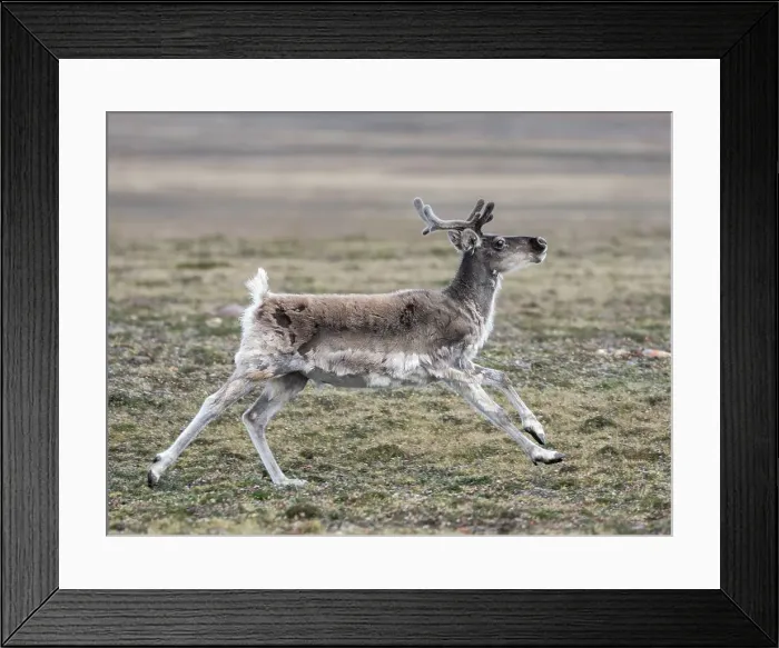 Framed Print : A curious adult Peary caribou (Rangifer tarandus pearyi), off Prince Regent Island, Nunavut, Canada, North America Framed Print : A curious adult Peary caribou (Rangifer tarandus pearyi), off Prince Regent Island, Nunavut, Canada, North America