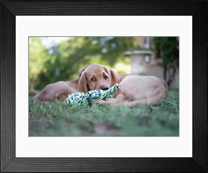 Framed Print : Broholmer dog breed puppy lying on the ground and playing with a toy, Italy, Europe Framed Print : Broholmer dog breed puppy lying on the ground and playing with a toy, Italy, Europe