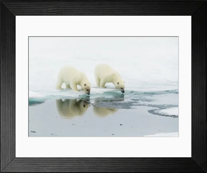 Framed Print : Polar bear (Ursus maritimus) cubs on an ice floe in the fog in Davis Strait, Nunavut, Canada, North America Framed Print : Polar bear (Ursus maritimus) cubs on an ice floe in the fog in Davis Strait, Nunavut, Canada, North America