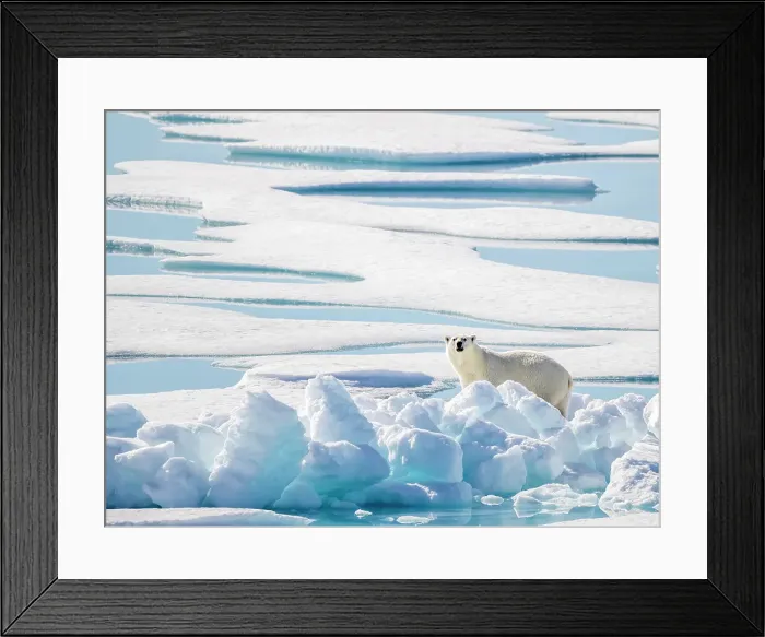 Framed Print : Adult polar bear (Ursus maritimus) in 10 / 10ths pack ice in McClintock Channel, Northwest Passage, Nunavut, Canada, North America Framed Print : Adult polar bear (Ursus maritimus) in 10 / 10ths pack ice in McClintock Channel, Northwest Passage, Nunavut, Canada, North America