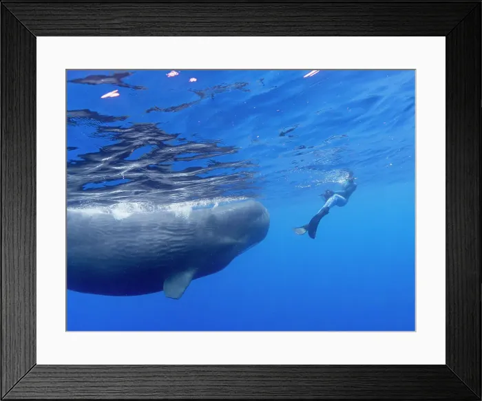 Framed Print : Researcher Susan Bird swimming with a small pod of sperm whales (Physeter macrocephalus) underwater off the coast of Roseau, Dominica, Windward Islands, West Indies, Caribbean, Central America Framed Print : Researcher Susan Bird swimming with a small pod of sperm whales (Physeter macrocephalus) underwater off the coast of Roseau, Dominica, Windward Islands, West Indies, Caribbean, Central America
