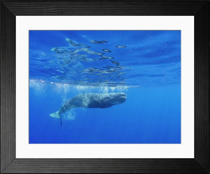 Framed Print : A young sperm whale (Physeter macrocephalus) swimming underwater off the coast of Roseau, Dominica, Windward Islands, West Indies, Caribbean, Central America Framed Print : A young sperm whale (Physeter macrocephalus) swimming underwater off the coast of Roseau, Dominica, Windward Islands, West Indies, Caribbean, Central America