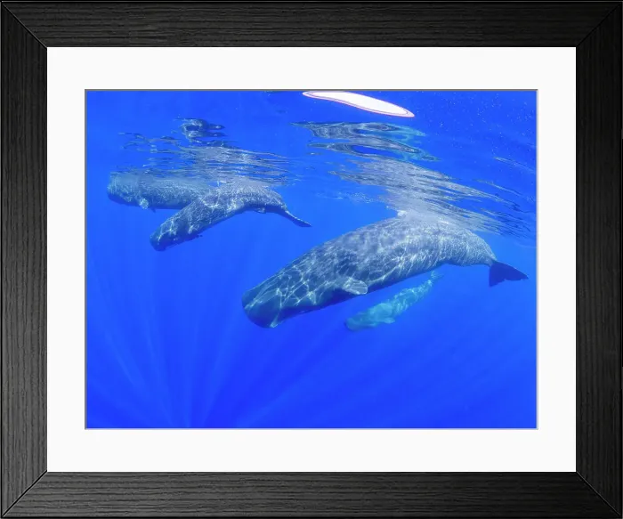 Framed Print : A small pod of sperm whales (Physeter macrocephalus) swimming underwater off the coast of Roseau, Dominica, Windward Islands, West Indies, Caribbean, Central America Framed Print : A small pod of sperm whales (Physeter macrocephalus) swimming underwater off the coast of Roseau, Dominica, Windward Islands, West Indies, Caribbean, Central America