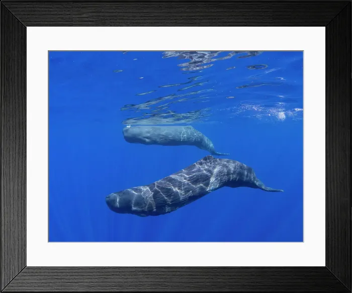 Framed Print : A mother and calf sperm whale (Physeter macrocephalus) swimming underwater off the coast of Roseau, Dominica, Windward Islands, West Indies, Caribbean, Central America Framed Print : A mother and calf sperm whale (Physeter macrocephalus) swimming underwater off the coast of Roseau, Dominica, Windward Islands, West Indies, Caribbean, Central America