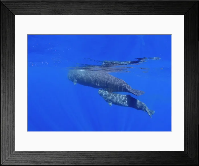 Framed Print : A mother and calf sperm whale (Physeter macrocephalus) swimming underwater off the coast of Roseau, Dominica, Windward Islands, West Indies, Caribbean, Central America Framed Print : A mother and calf sperm whale (Physeter macrocephalus) swimming underwater off the coast of Roseau, Dominica, Windward Islands, West Indies, Caribbean, Central America