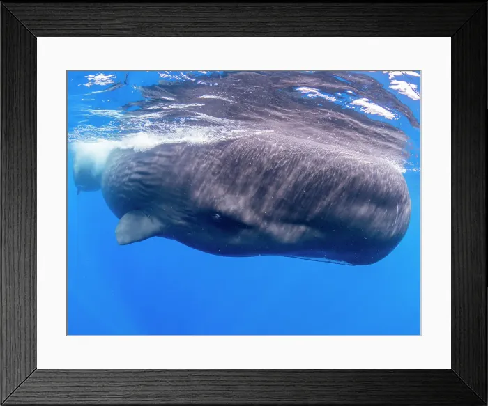Framed Print : A mother and calf sperm whale (Physeter macrocephalus) swimming underwater off the coast of Roseau, Dominica, Windward Islands, West Indies, Caribbean, Central America Framed Print : A mother and calf sperm whale (Physeter macrocephalus) swimming underwater off the coast of Roseau, Dominica, Windward Islands, West Indies, Caribbean, Central America
