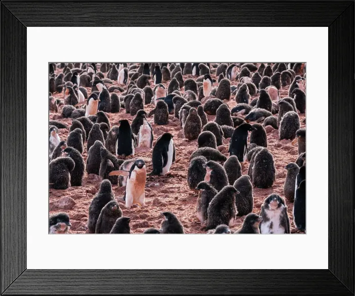 Framed Print : Adelie penguin chicks (Pygoscelis adeliae), Paulet Island, Weddell Sea, Antarctica, Polar Regions Framed Print : Adelie penguin chicks (Pygoscelis adeliae), Paulet Island, Weddell Sea, Antarctica, Polar Regions