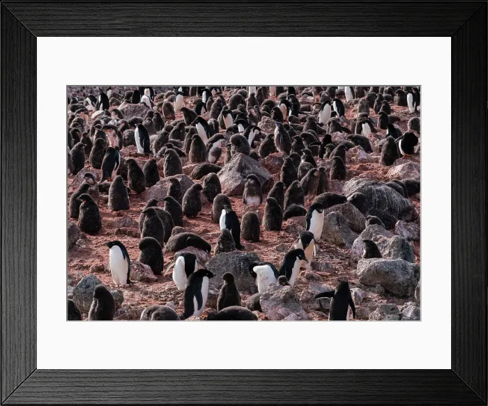 Framed Print : Adelie penguins (Pygoscelis adeliae) colony, Paulet Island, Weddell Sea, Antarctica, Polar Regions Framed Print : Adelie penguins (Pygoscelis adeliae) colony, Paulet Island, Weddell Sea, Antarctica, Polar Regions