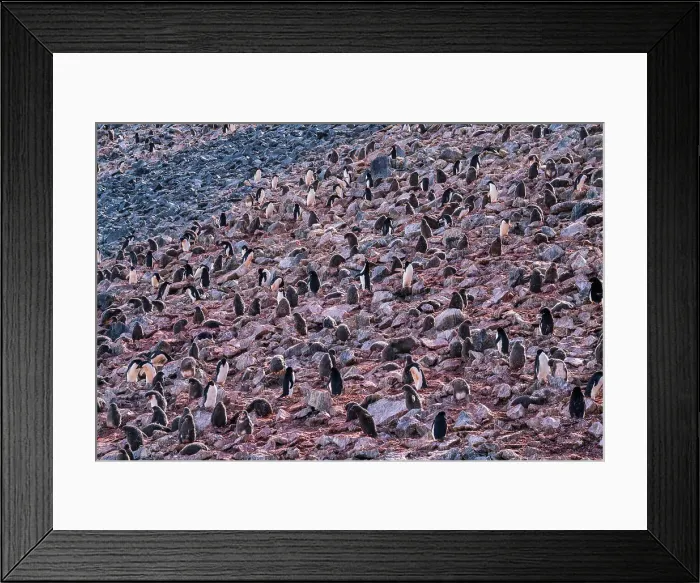 Framed Print : Adelie penguins (Pygoscelis adeliae) colony, Paulet Island, Weddell Sea, Antarctica, Polar Regions Framed Print : Adelie penguins (Pygoscelis adeliae) colony, Paulet Island, Weddell Sea, Antarctica, Polar Regions