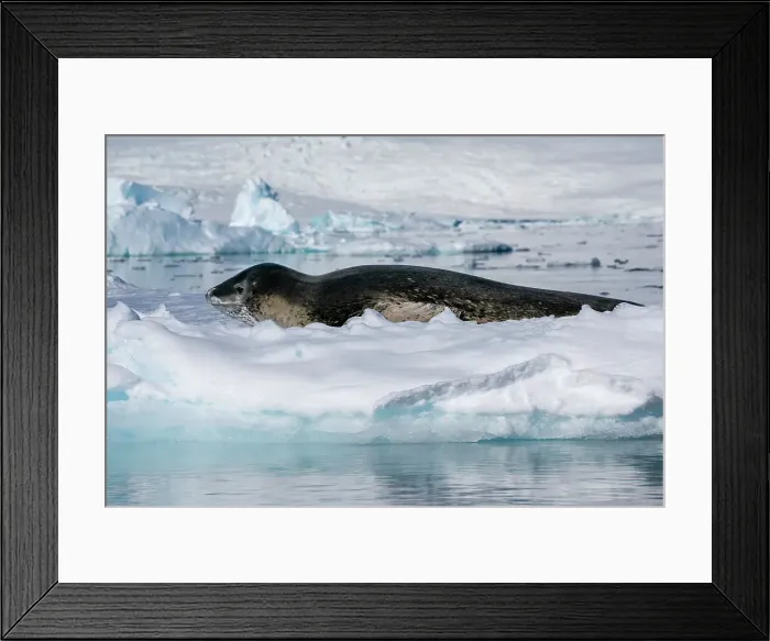 Framed Print : Leopard seal (Hydrurga leptonyx) resting on ice, Larsen Inlet, Weddell Sea, Antarctica, Polar Regions Framed Print : Leopard seal (Hydrurga leptonyx) resting on ice, Larsen Inlet, Weddell Sea, Antarctica, Polar Regions