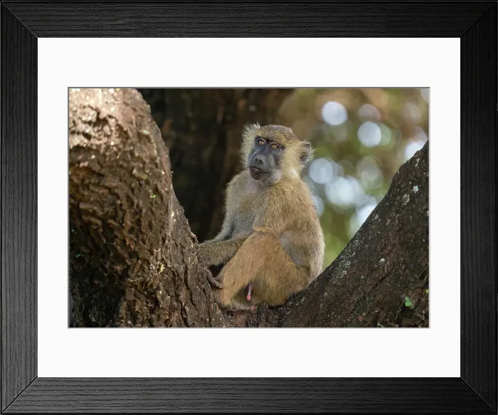 Framed Print : Olive Baboon (Papio anubis), Lake Manyara National Park, Tanzania Framed Print : Olive Baboon (Papio anubis), Lake Manyara National Park, Tanzania