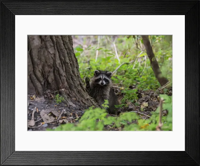 Framed Print : Racoon in Mont Royal Park, Montreal, Quebec Framed Print : Racoon in Mont Royal Park, Montreal, Quebec
