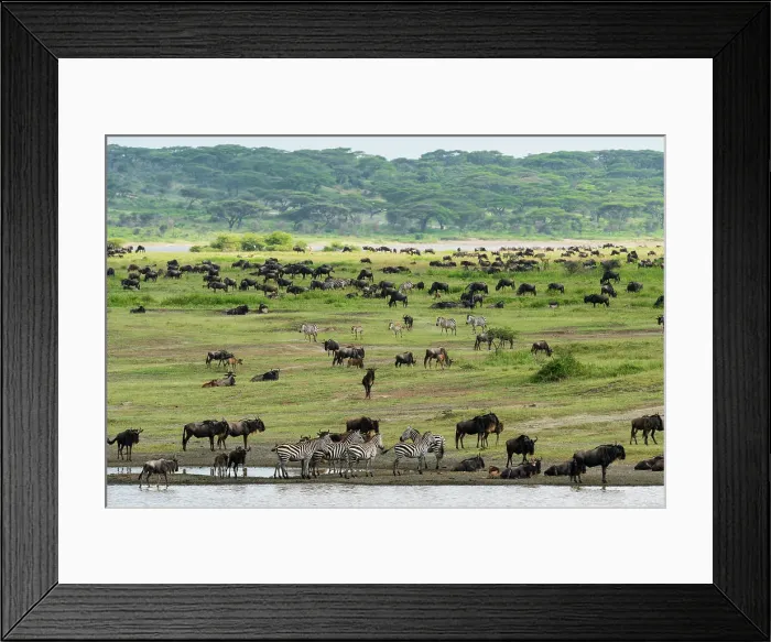 Framed Print : Blue wildebeest (Connochaetes taurinus) and common zebras (Equus quagga) grazing, Ndutu Conservation Area, Serengeti, Tanzania Framed Print : Blue wildebeest (Connochaetes taurinus) and common zebras (Equus quagga) grazing, Ndutu Conservation Area, Serengeti, Tanzania
