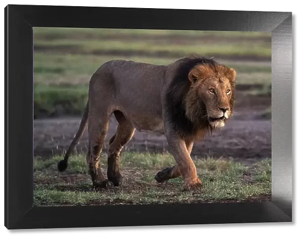 Lion (Panthera leo), Ndutu Conservation Area, Serengeti, Tanzania