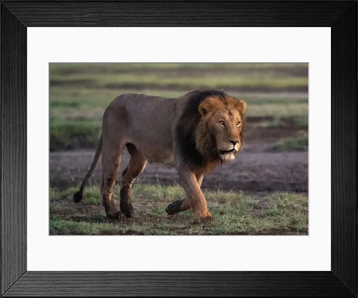 Framed Print : Lion (Panthera leo), Ndutu Conservation Area, Serengeti, Tanzania Framed Print : Lion (Panthera leo), Ndutu Conservation Area, Serengeti, Tanzania