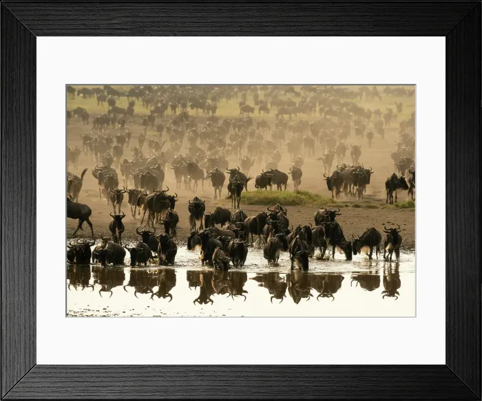 Framed Print : Blue wildebeest (Connochaetes taurinus) at waterhole, Ndutu Conservation Area, Serengeti, Tanzania Framed Print : Blue wildebeest (Connochaetes taurinus) at waterhole, Ndutu Conservation Area, Serengeti, Tanzania