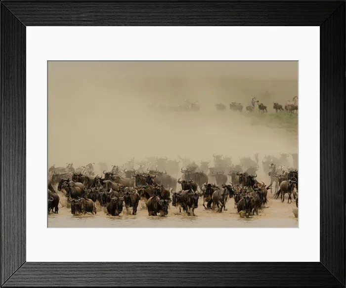 Framed Print : Blue wildebeest (Connochaetes taurinus) and zebras (Equus quagga) running in a cloud of dust, Serengeti, Tanzania Framed Print : Blue wildebeest (Connochaetes taurinus) and zebras (Equus quagga) running in a cloud of dust, Serengeti, Tanzania