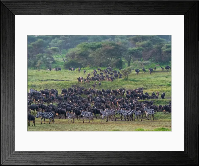 Framed Print : Blue wildebeest (Connochaetes taurinus) and common zebras (Equus quagga) herd, Ndutu Conservation Area, Serengeti, Tanzania Framed Print : Blue wildebeest (Connochaetes taurinus) and common zebras (Equus quagga) herd, Ndutu Conservation Area, Serengeti, Tanzania