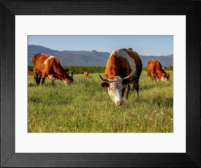 Framed Print : Grazing cattle in Zallq, Istog province, Kosovo Framed Print : Grazing cattle in Zallq, Istog province, Kosovo