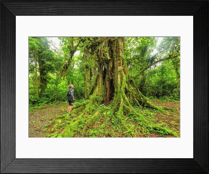 Framed Print : Rain forest near Catarata del Toro, waterfall, Alajuela, Costa Rica, Latin America Framed Print : Rain forest near Catarata del Toro, waterfall, Alajuela, Costa Rica, Latin America